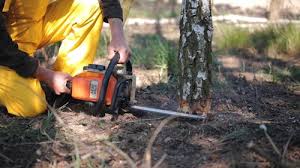 Best Tree Mulching  in Tallahassee, FL